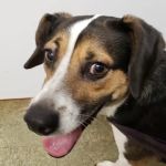 Charlestown Veterinary Clinic