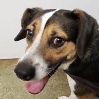 Charlestown Veterinary Clinic ico