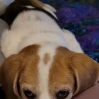 Jackson County Animal Clinic ico