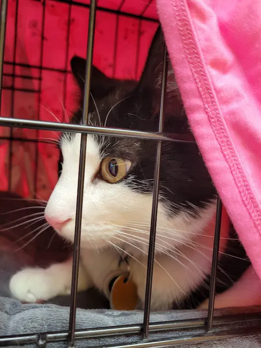 St Francis Pet Hospital Picture 1