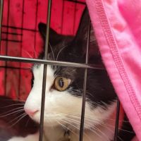 St Francis Pet Hospital ico