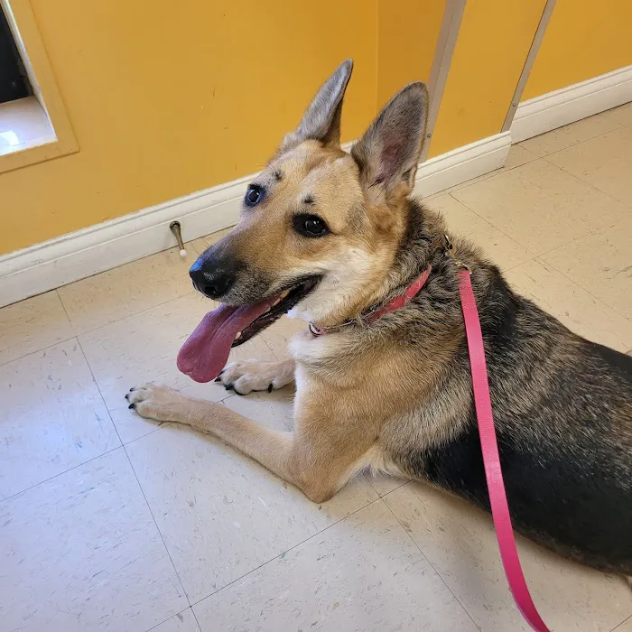 St Francis Pet Hospital Picture 8