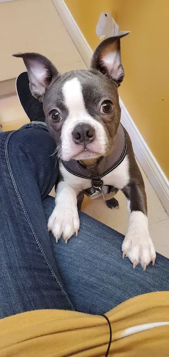 St Francis Pet Hospital Picture 2