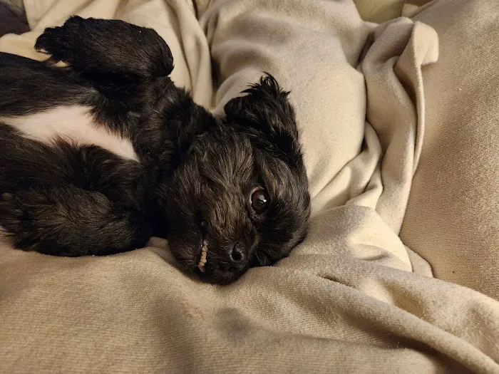 Seymour Animal Hospital Picture 8