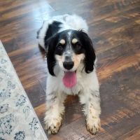 Seymour Animal Hospital ico