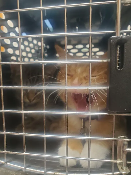 Salem Veterinary Service Picture 8