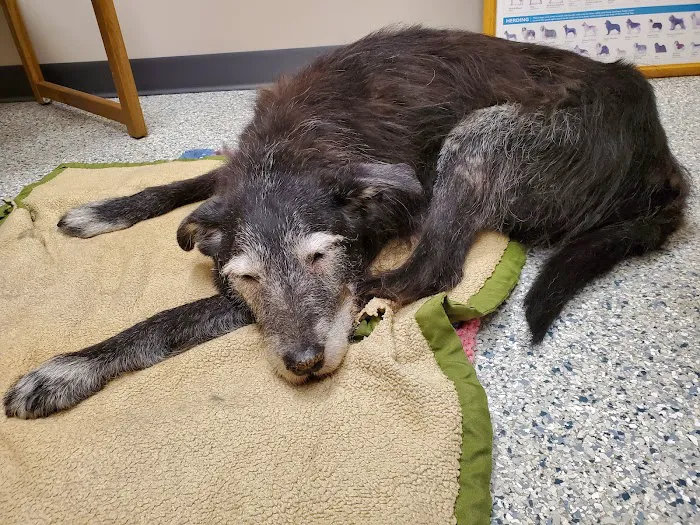 Salem Veterinary Service Picture 9