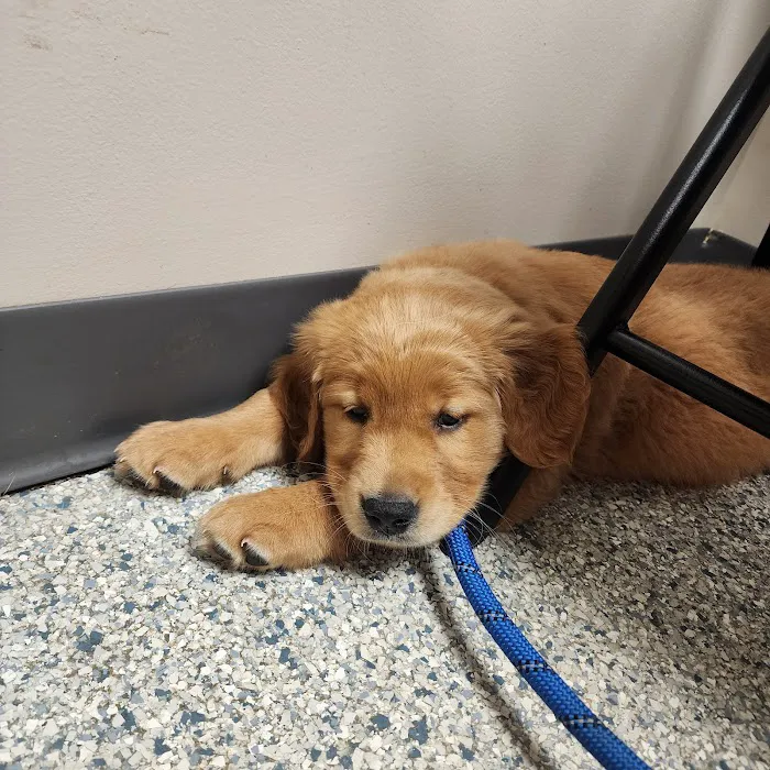 Salem Veterinary Service Picture 10