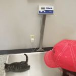 Salem Veterinary Service