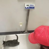 Salem Veterinary Service ico