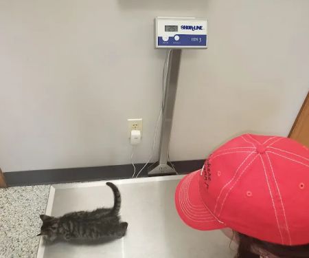 Salem Veterinary Service