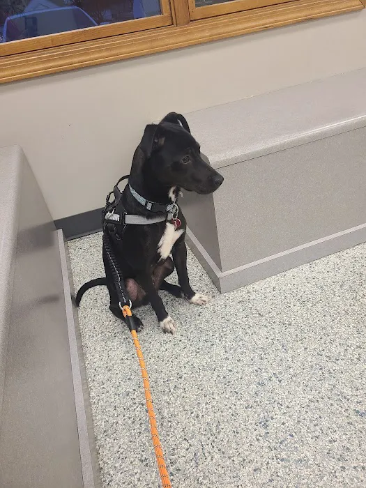 Salem Veterinary Service Picture 3