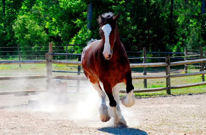 RLM Veterinary Services P.C. Picture 9