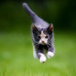 RLM Veterinary Services P.C.