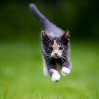RLM Veterinary Services P.C. ico