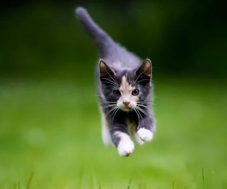 RLM Veterinary Services P.C.