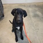 Hope Veterinary Clinic: East