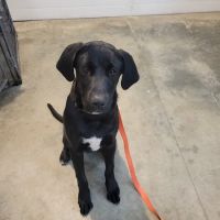 Hope Veterinary Clinic: East ico
