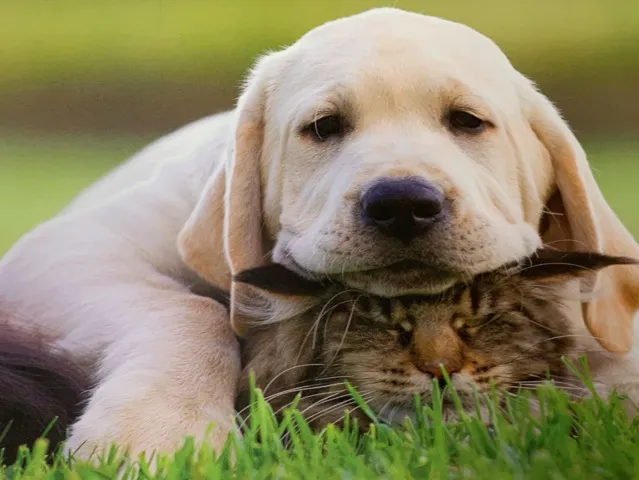 Eastside Veterinary Hospital Picture 6