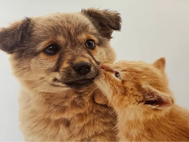Eastside Veterinary Hospital Picture 1