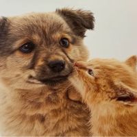 Eastside Veterinary Hospital ico