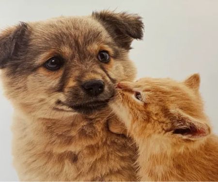 Eastside Veterinary Hospital