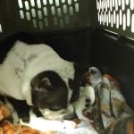 Grant County Veterinary Clinic