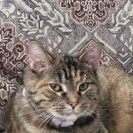 Frankfort Veterinary Clinic