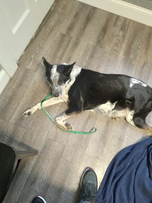 Frankfort Veterinary Clinic Picture 5