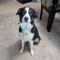 Animal Medical Center ico