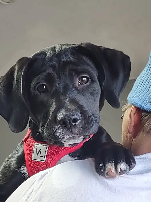 Cornerstone Animal Care Picture 6