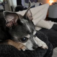 Cornerstone Animal Care ico