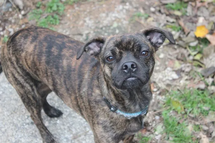 Cornerstone Animal Care Picture 10