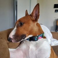 Walton Animal Clinic ico