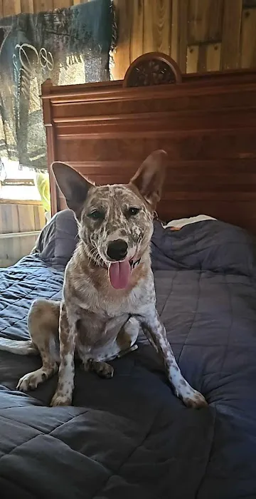 Walton Animal Clinic Picture 5