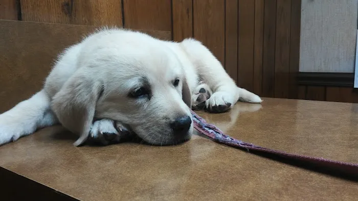 Walton Animal Clinic Picture 3