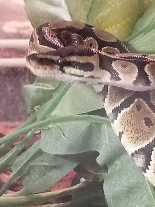 Jayden's Jungle Exotic Pet Store Picture 5