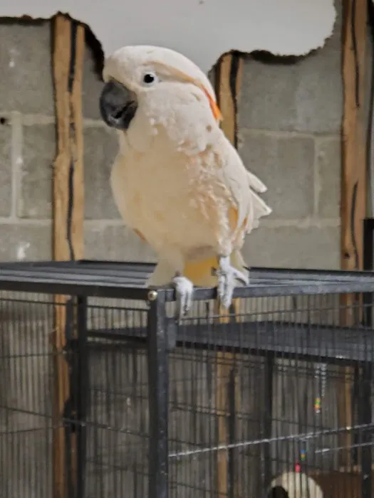 Jayden's Jungle Exotic Pet Store Picture 4