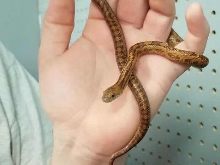 Jayden's Jungle Exotic Pet Store Picture 1