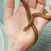 Jayden's Jungle Exotic Pet Store ico