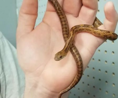 Jayden's Jungle Exotic Pet Store