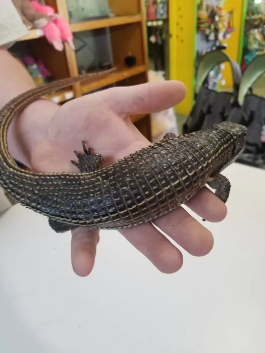 Jayden's Jungle Exotic Pet Store Picture 2