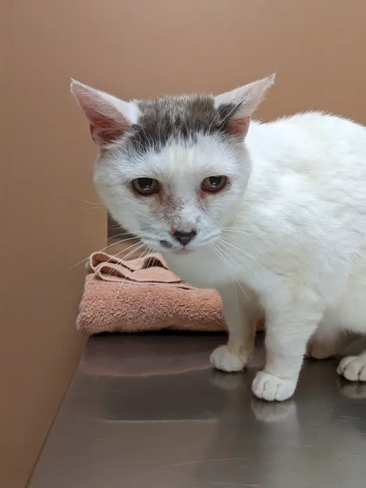 Dearborn County Animal Clinic Picture 6