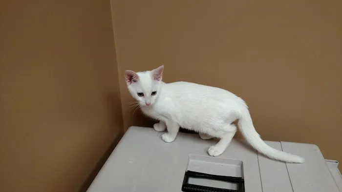 Dearborn County Animal Clinic Picture 9