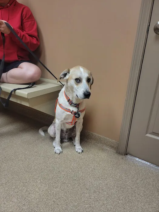 Dearborn County Animal Clinic Picture 8