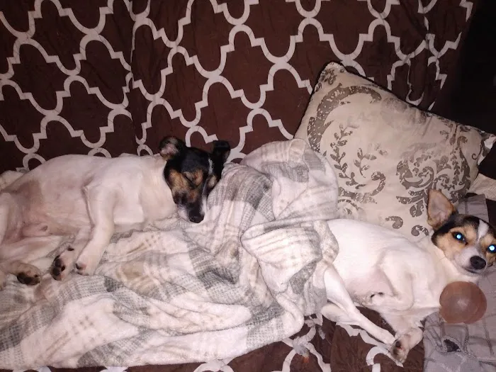 Dearborn County Animal Clinic Picture 7