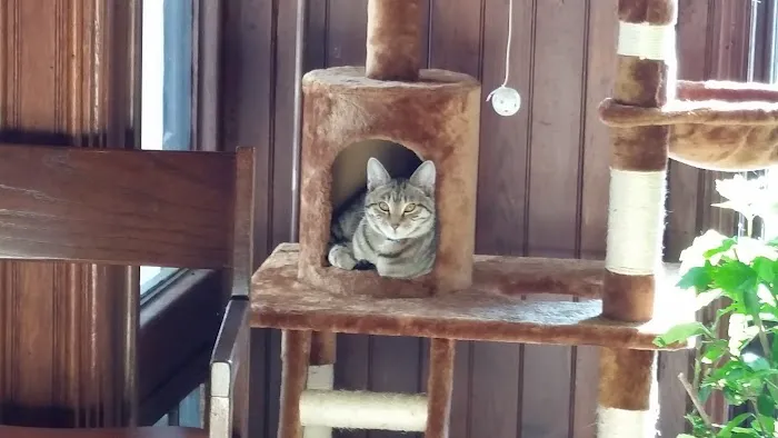 Village Veterinary Clinic Picture 3