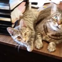 Village Veterinary Clinic ico