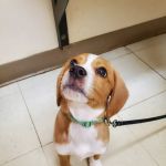 Lawrenceburg Veterinary Clinic