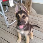 Moore's Veterinary Clinic